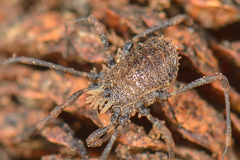 Dendrolasma dentipalpe