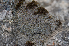 Crossidium squamiferum