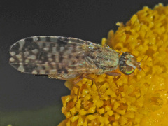 Dioxyna bidentis