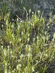 Plantago aristata