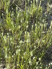 Plantago aristata