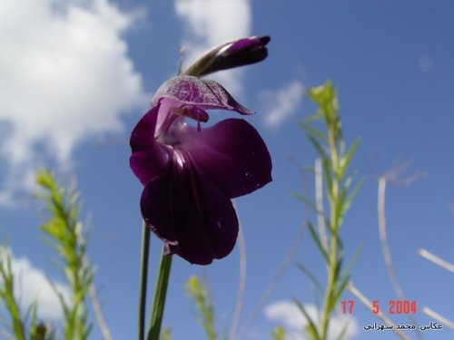 Image of Gladiolus atroviolaceus by (c) Mohammad Sohrabi, some rights reserved (CC BY)