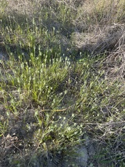 Plantago aristata