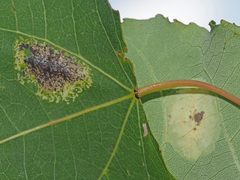 Phyllonorycter sagitella
