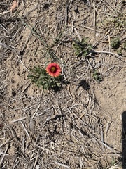 Gaillardia amblyodon