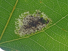 Phyllonorycter sagitella