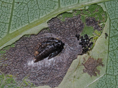 Phyllonorycter sagitella