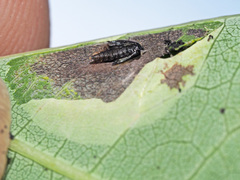 Phyllonorycter sagitella