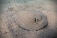 Porcupine Ray photo 2