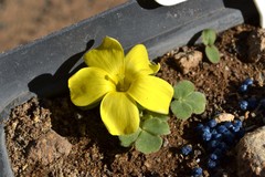 Oxalis foveolata