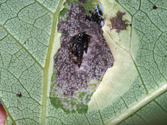 Phyllonorycter sagitella