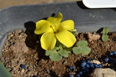 Oxalis foveolata