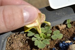 Oxalis foveolata