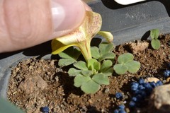 Oxalis foveolata