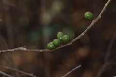 Spondias purpurea