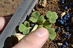Oxalis foveolata