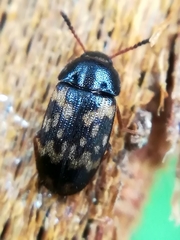 Mycetophagus atomarius