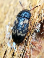 Mycetophagus atomarius