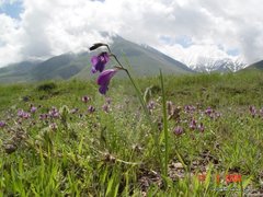 Gladiolus atroviolaceus