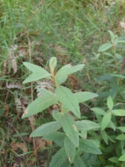 Olearia rugosa