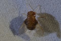 Ormia brevicornis