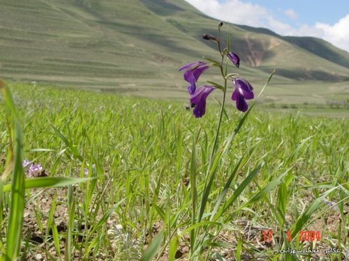 Image of Gladiolus atroviolaceus by (c) Mohammad Sohrabi, some rights reserved (CC BY)