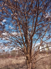 Robinia pseudoacacia