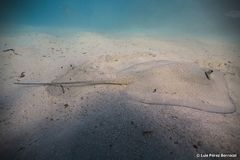 Porcupine Ray photo 3