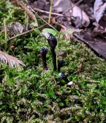 Hypomyces papulasporae