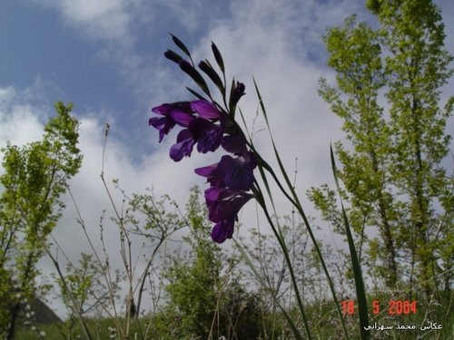 Image of Gladiolus atroviolaceus by (c) Mohammad Sohrabi, some rights reserved (CC BY)