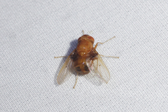 Ormia brevicornis