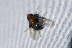 Ormia brevicornis