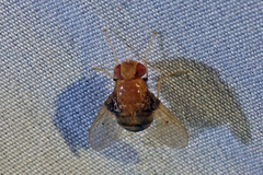 Ormia brevicornis