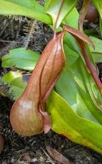 Nepenthes distillatoria