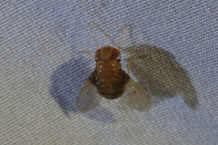 Ormia brevicornis