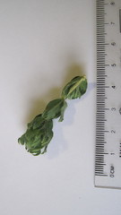 Cliffortia polygonifolia