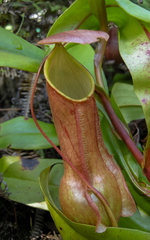 Nepenthes distillatoria
