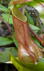 Nepenthes distillatoria