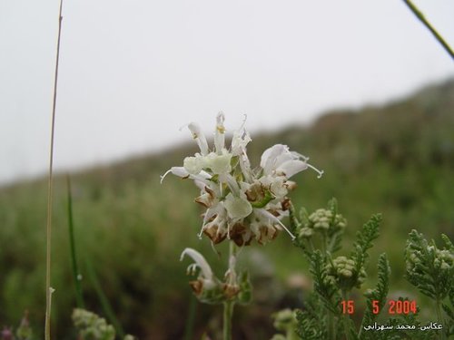 Image of Salvia verbascifolia by (c) Mohammad Sohrabi, some rights reserved (CC BY)