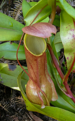 Nepenthes distillatoria