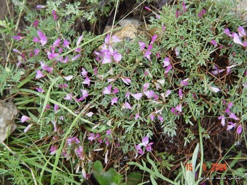 Onobrychis cornuta (Onobrychis cornuta)