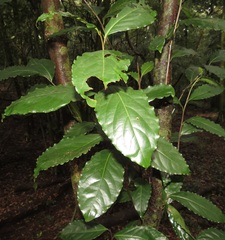 Ocotea kenyensis