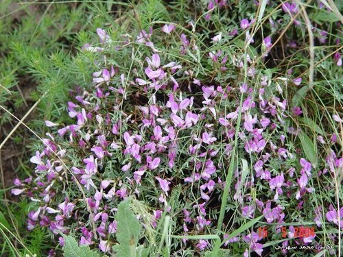 Onobrychis cornuta (Onobrychis cornuta)