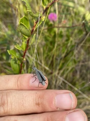 Epicauta floridensis