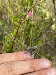 Epicauta floridensis