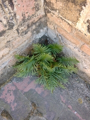 Polypodium cambricum