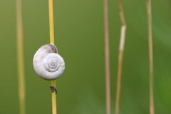 Xerolenta obvia