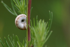 Xerolenta obvia