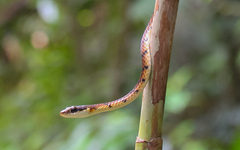 Dendrelaphis caudolineolatus