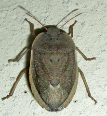 Delegorguella ventralis